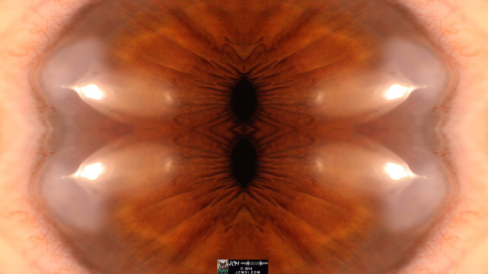 Quadroscopic Artwork made from an image of a real human eye